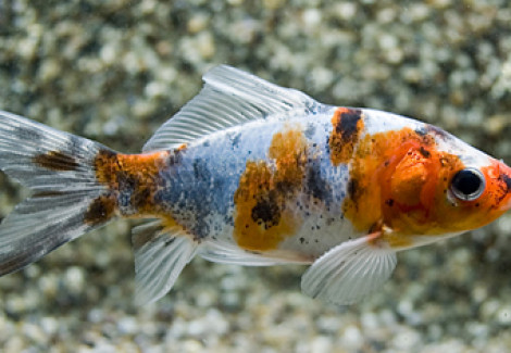 Car. Auratus Shubunkin 16/20