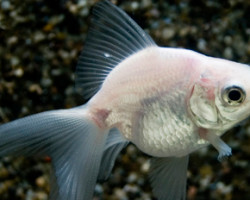 Car. Aur. White Fantail 3/5