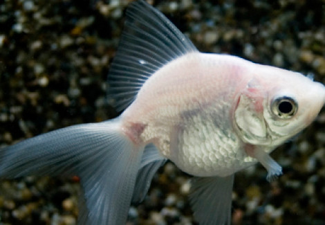 Car. Aur. White Fantail 3/5