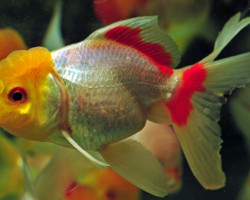 Car. Aur. White Oranda 7/8