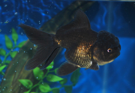 Car. Aur. Black Oranda  6/7