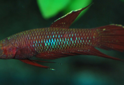 Betta Coccina L