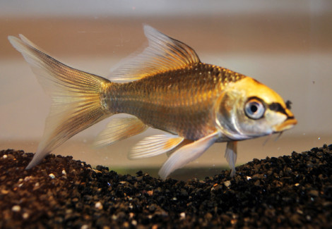 Cypr.Carp.Koi Ghost Butterfly  4/7