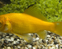 Carassius Auratus Giallo 16/20