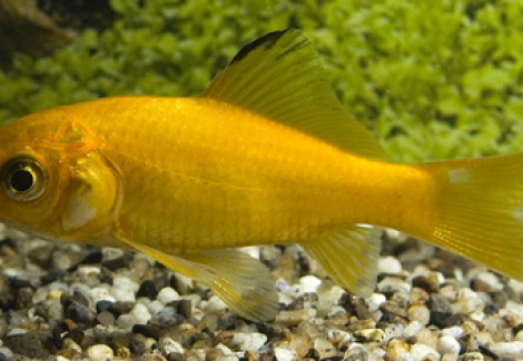 Car. Auratus Yellow 20/25