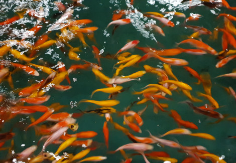 Car. Auratus Goldfish Mix  16/20