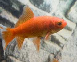 Carassius Auratus Cometa 16/20