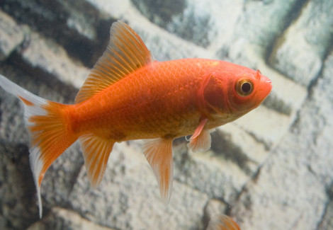 Carassius Auratus Cometa 20/25