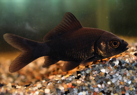 Car. Auratus Comet Black 7/10