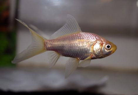Car. Auratus Comet White 7/10