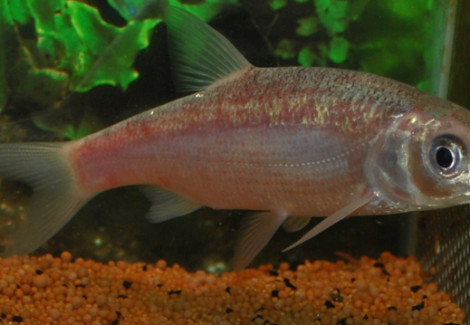 Leuciscus Idus Caeruleus 4/7