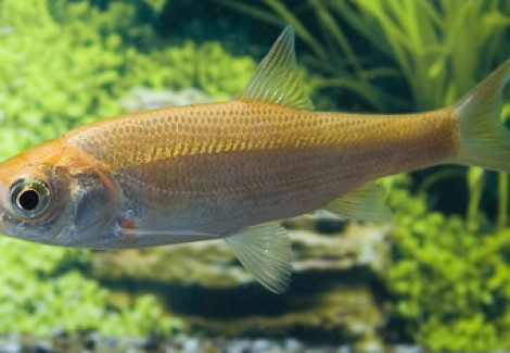 Leuciscus Idus Gold  4/7