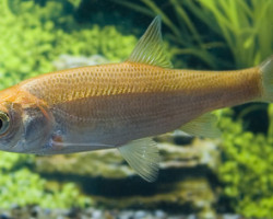Leuciscus Idus Gold 20/25