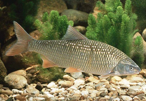 Leuciscus Idus Zilver 12/16