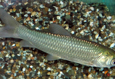 Ctenopharyngodon Idella S