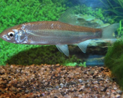 Chondrostoma Nasus 10/12