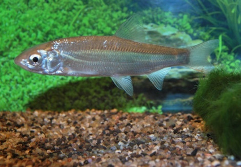 Chondrostoma Nasus 10/12