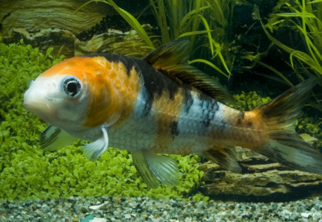 Cyp. Carpio Koi Europe 10/12