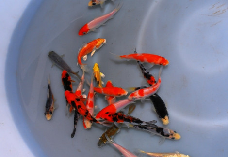 Cyp. Carpio Koi Extra Color Europe 25/30