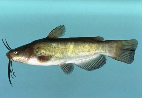 Ameiurus Nebulosus .35/40