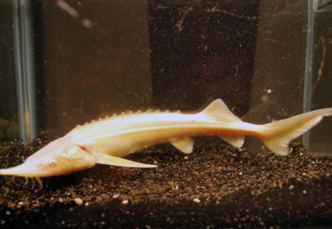 Steur Ruthenus Albino 25/30