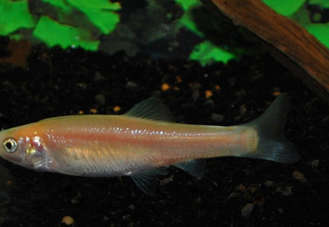 Pimephales Promelas Auratus 7/10