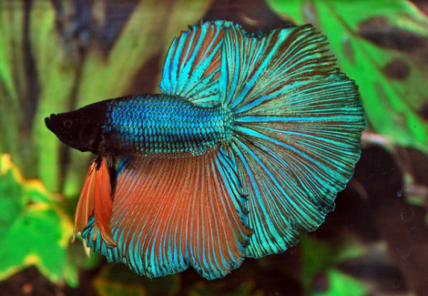 Betta Sp. Half Moon Maschio M/L