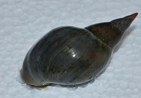 Lymnaea Stagnalis M