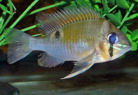 Biotodoma Cupido S/M