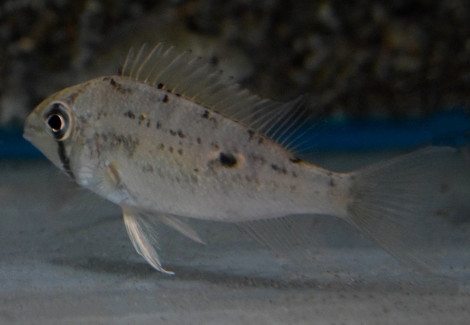 Biotodoma Wavrini S/M