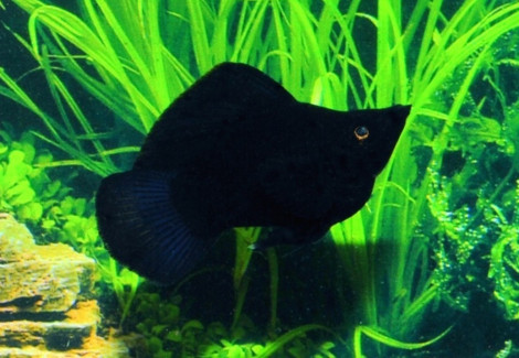 Black Molly Balloon M