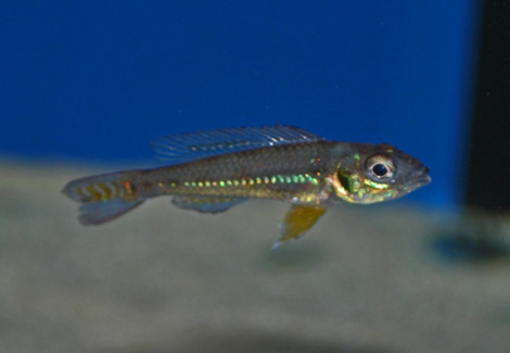 Biotoecus Opercularis M