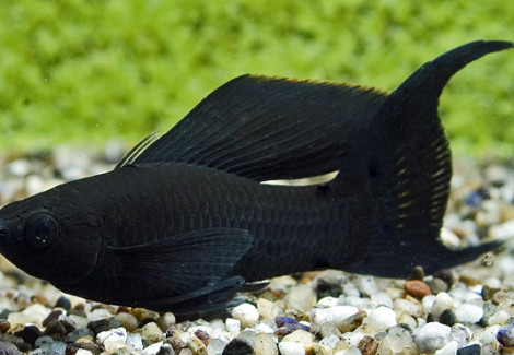 Poecilia Sphenops Black Pinne A Velo L