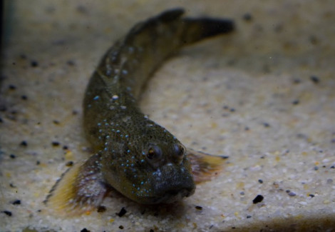 Boleophthalmus Boddarti L