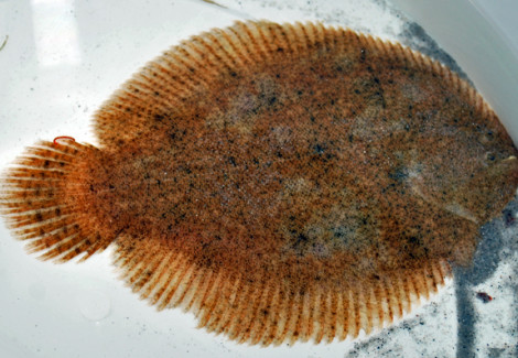 Achirus Lineatus M/L