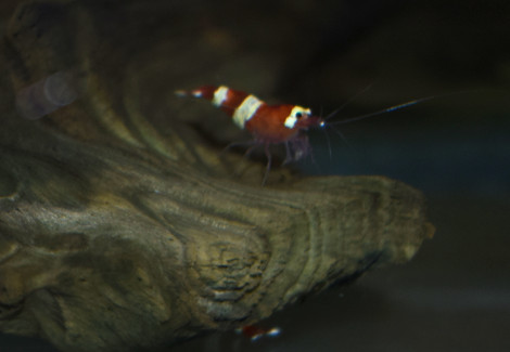 Caridina Cantonensis Red Panda M