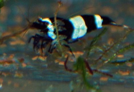 Caridina Blue Panda M