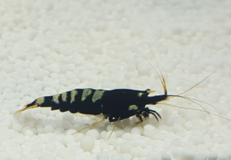 Caridina Black Pinto M