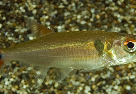 Acestrorhynchus Falcatus Xl