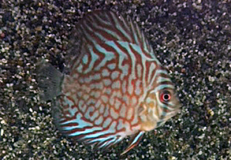 Discus Tiger Snakeskin S/M
