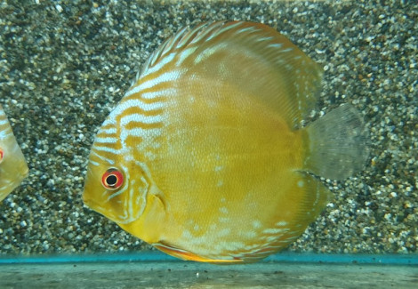 S. Aequifasciatus Cameta L