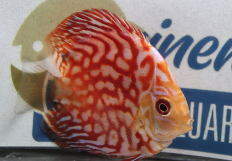 Discus  Pigeon Checkerboard M