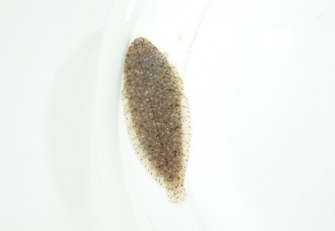 Achiroides Leucorhynchos L