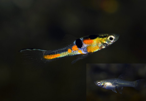 Poec. Wingei Top Sword Light Blue (Maschi E Femmine) M