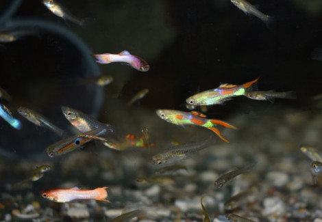 Poec. Wingei Mixed  M