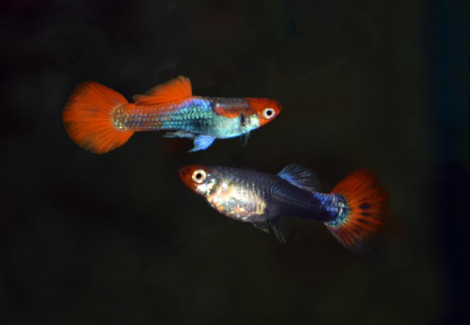 Guppy Red Cap Brazil   Brasil S/M