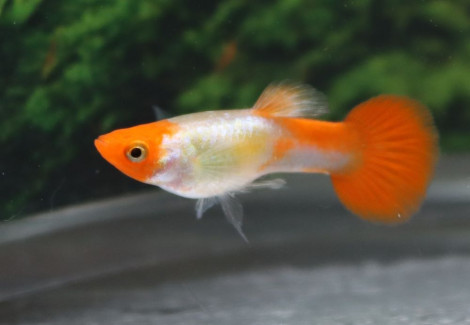 Guppy Koi Male M