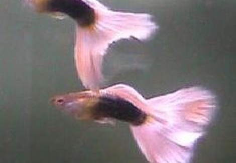 Guppy Maschio  Pink Tuxedo Metalic M