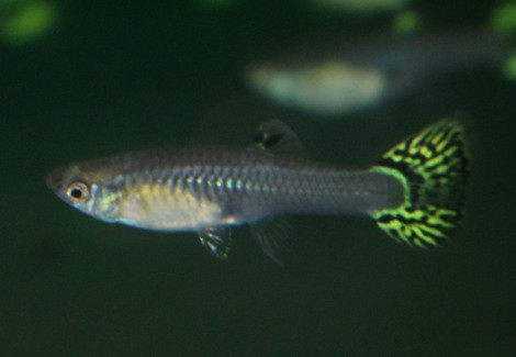Guppy  Snakeskin Green Femmina S/M