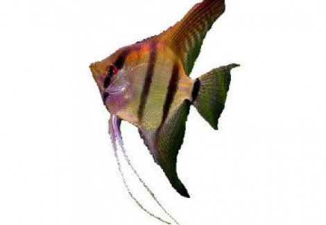 Pterophyllum Scalare Amazon 1,5-2